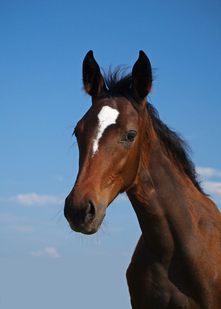 Portrait of  bay filly - Photo, Image