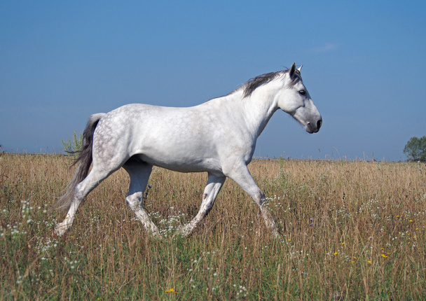 Un caballo gris trota en un pastizal de verano
 - Foto, imagen