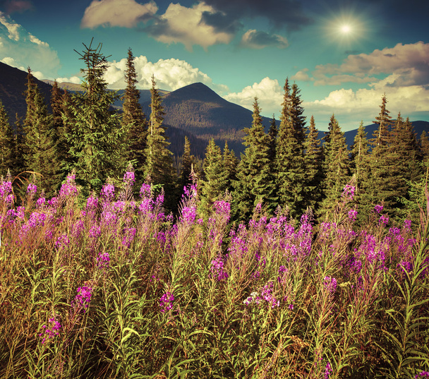 letní hory s růžovými květy - Fotografie, Obrázek