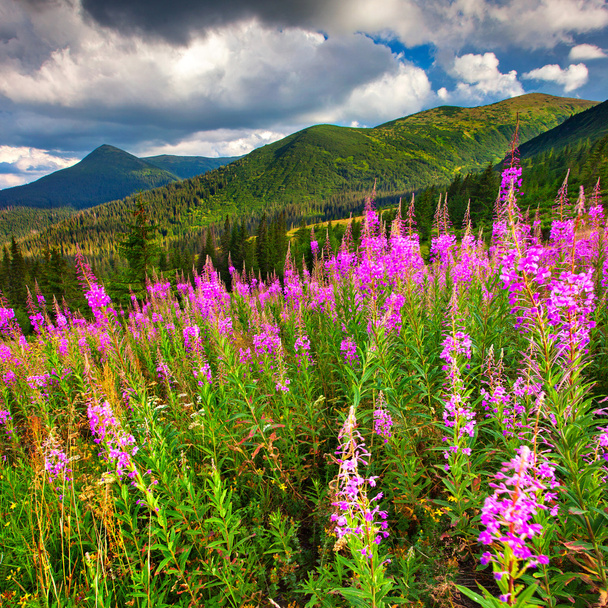 montanhas com flores cor de rosa - Foto, Imagem