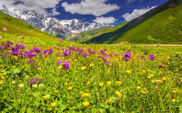Almwiesen im Kaukasus. - Foto, Bild