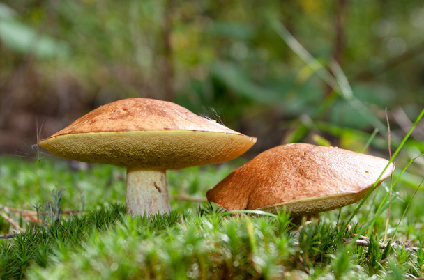 dois cogumelos no musgo - Foto, Imagem