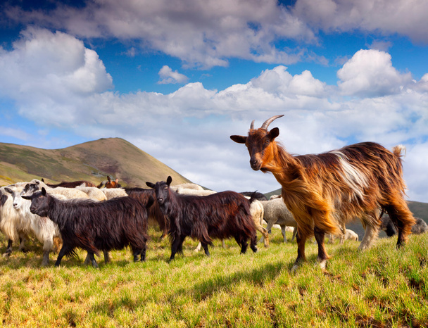 Flock of sheep and goat in the Carpathian mountains - Photo, Image