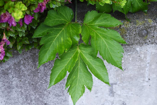 Angelica keiskei (Ashitaba) é uma planta perene Apiaceae nativa do Japão, rica em caroteno e fibra dietética, e suas folhas são comestíveis e medicinais para prevenir a constipação e hipertensão e para - Foto, Imagem