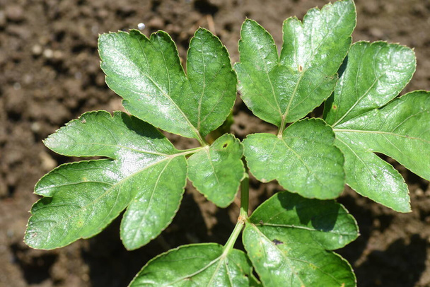 Angelica keiskei (Ashitaba) - многолетнее растение Apiaceae, родом из Японии, богатое каротином и пищевыми волокнами, и его листья съедобны и лекарственны для предотвращения запоров и гипертонии, а также для - Фото, изображение
