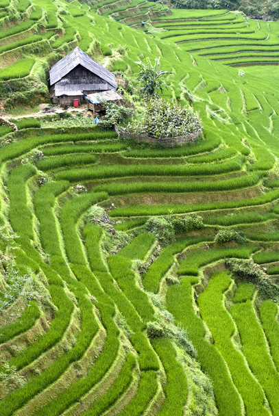 groene terrasvormige rijst veld - Foto, afbeelding