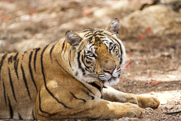 Tigre relaxant dans l'habitat naturel
 - Photo, image