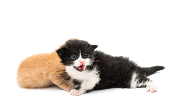 Dos gatitos lindos
 - Foto, Imagen
