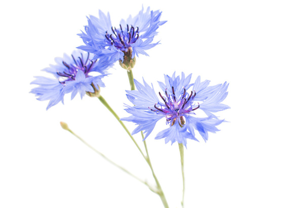 Knapweed flowers - Foto, Imagem