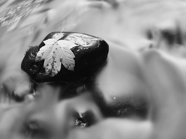Broken maple leaf lay on basalt stone in rapids of dark blurred water of mountain stream. The first autumn leaves. Black and white photo. - Photo, Image