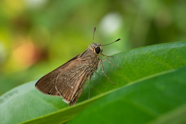 Ocola Skipper is onze kleinste vlinder, met donkerbruine vleugels, geen markeringen in de Hesperiidae. Zittend op een groen blad met een wazige achtergrond. - Foto, afbeelding