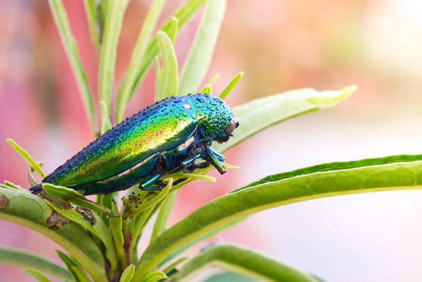 Mücevher böceği ya da metal tahta-sıkıcı böcek suyu üzerlerine düşer. Buprestidae, Tayland ormanlarından bir mücevher olarak parlak kanatları olan dünyanın en güzel böceklerinden biridir.. - Fotoğraf, Görsel
