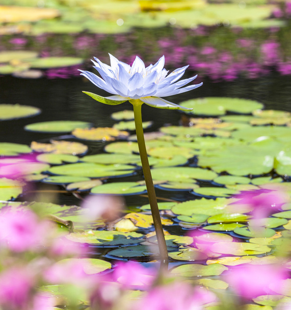 Hermoso Loto Rosa, planta de agua en un estanque
  - Foto, Imagen