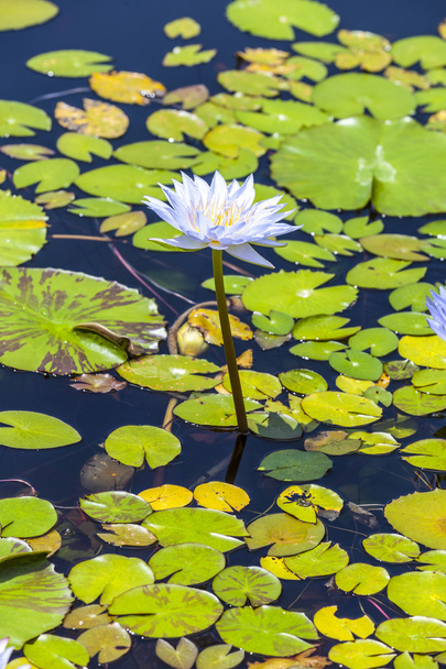 Lótus rosa bonita, planta da água em uma lagoa
  - Foto, Imagem