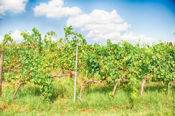 Toscane wijngaard - Foto, afbeelding