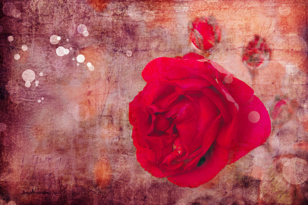 rot rosa Rose - Foto, Bild