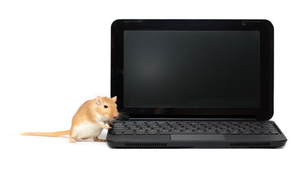 Ratón cerca del ordenador portátil
 - Foto, Imagen