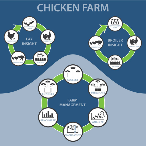 κοτόπουλο αγρόκτημα infographic - Διάνυσμα, εικόνα