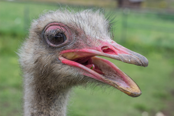 ostrich head with beak open 2 - Photo, Image
