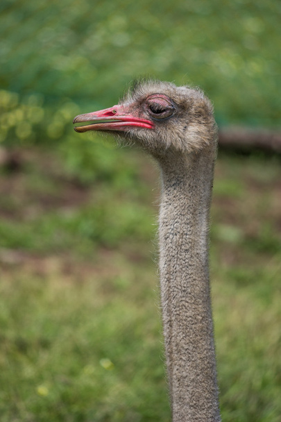Cabeça e pescoço de avestruz
  - Foto, Imagem