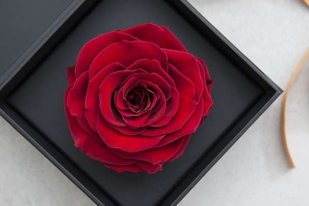 Red roses - Foto, Imagem