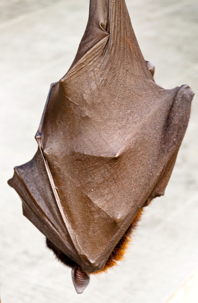 spící netopýr - Fotografie, Obrázek