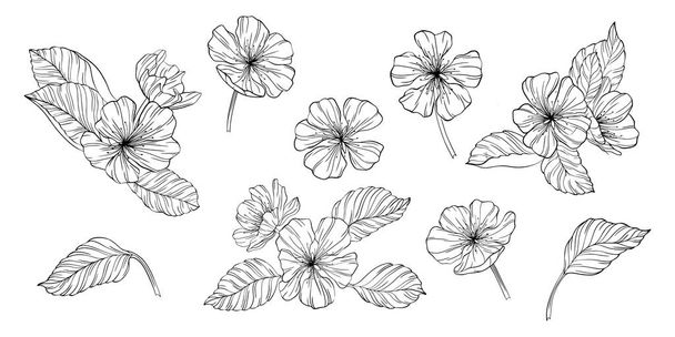 Flores de pera y hojas aisladas en blanco. Ilustración de vectores de línea dibujada a mano. Eps 10 - Vector, imagen