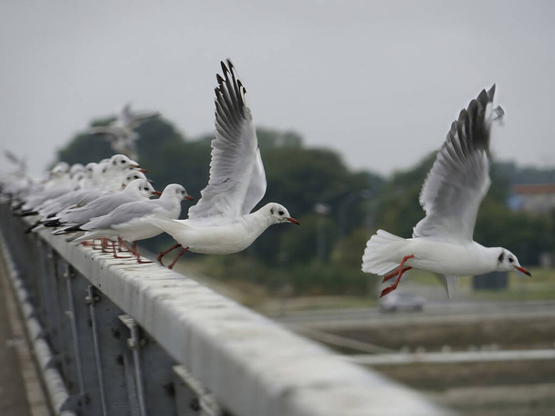 A tranquil view of seagulls taking off from the bridge railing in a row - Photo, image