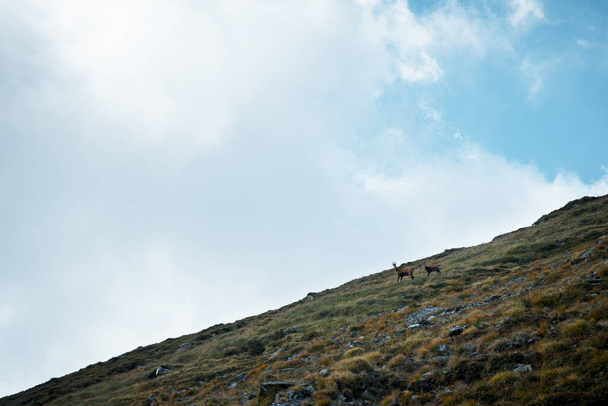 A shot of deers on a mountain slope covered with grass and rocks against the sky - Φωτογραφία, εικόνα