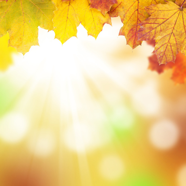 fondo de otoño con hojas de arce - Foto, Imagen