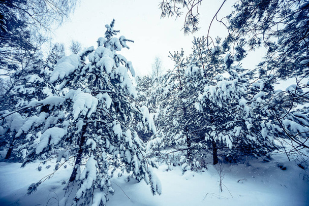 A beautiful view of the evergreen trees covered in white thick snow in the woods during winter - Valokuva, kuva