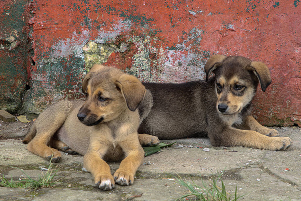 Two adorable street dogs resting on a street - Foto, Imagen