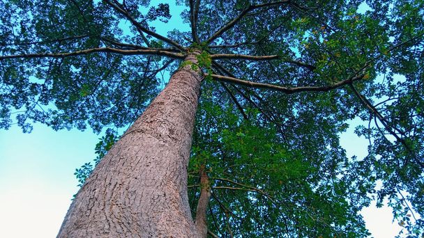 A low angle shot of a tall tree top branches with green leaves and blue sky in the background - Photo, image