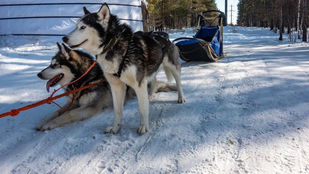 Une paire de huskies sibériens noirs et blancs est harnachée. Les cordes rouges sont tendues. Les chiens se reposent sur une route forestière enneigée. Leurs bouches sont ouvertes. Le traîneau est visible par derrière. Sibérie - Photo, image