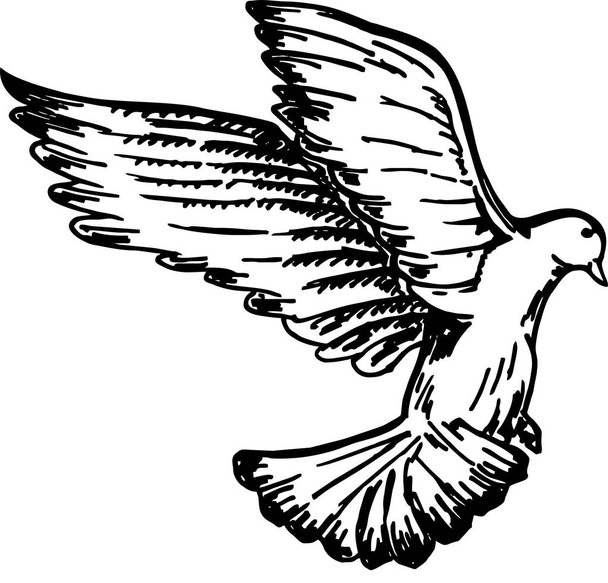Egy galambmadár röpködésének vázlata. Fekete-fehér kép. Egy repülő madár vektoros rajza. Kézzel rajzolt illusztráció - Vektor, kép