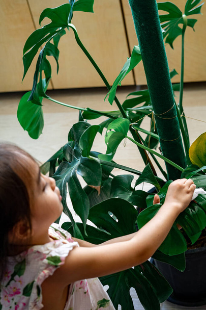 Cleaning the houseplant leaves, taking care of plant Monstera using a cotton sheet. Home gardening. - Photo, Image