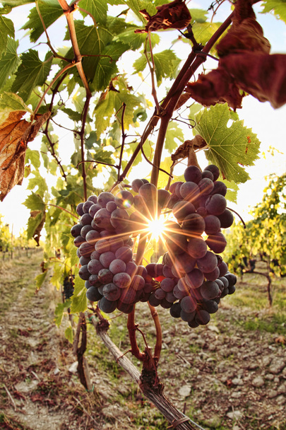 Famosos viñedos en Toscana cerca de Florencia en Italia
 - Foto, Imagen