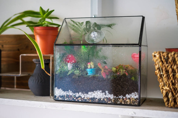 Moisture condenses on the inside of a terrarium container ecosystem. Process of photosynthesis. Water vapor is created in the humid environment and absorbed back into the soil. - Photo, Image