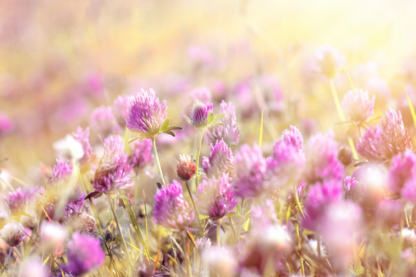 牧草地で開花レッド クローバー - 写真・画像