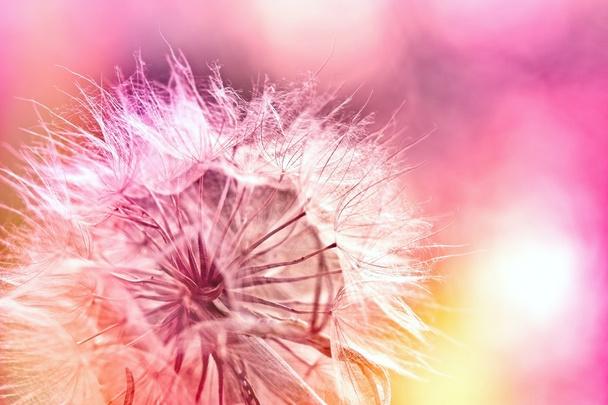 Beautiful dandelion seeds - Photo, Image