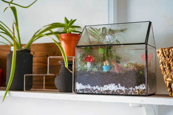 Petites plantes de décoration dans une forêt de terrarium de jardin en verre. Terrarium maison avec morceau de forêt avec auto écosystème à l'intérieur moderne. Terrarium Miniature Botanique Grandir - Photo, image