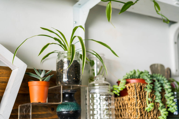 Plantes vertes sur des étagères blanches sur le mur blanc dans la chambre. Rayons végétaux, plantes d'intérieur. - Photo, image