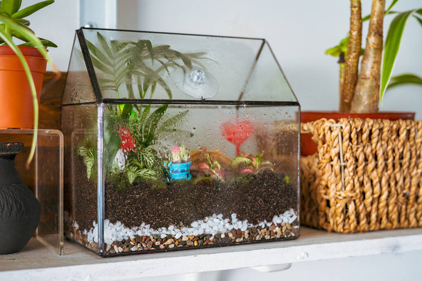 Small decoration plants in a glass garden terrarium forest. Terrarium house with piece of forest with self ecosystem in modern interior. Terrarium Miniature Botanical Grow - Photo, Image