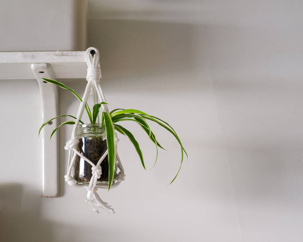 Белая веревка вешалка из макраме с паучьим растением или хлорофитовым комусом внутри плантатора. - Фото, изображение