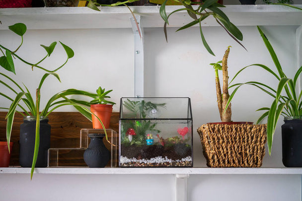 Небольшие декоративные растения в стеклянном саду, террасном лесу. Террасный дом с кусочком леса с эко-интерьером в современном стиле. Миниатюрная ботаническая роща - Фото, изображение