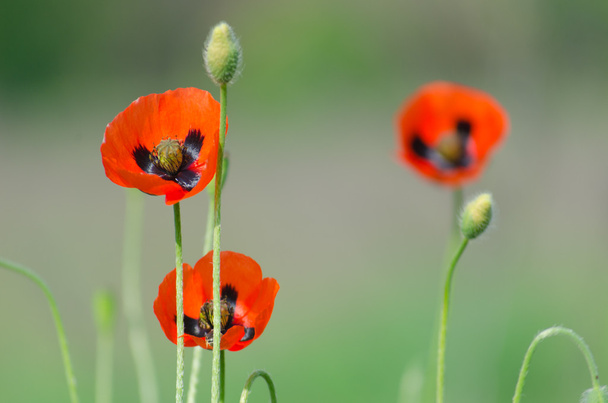 Květ červeného divokého máku se semínky - Fotografie, Obrázek