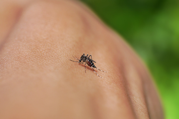 yağmur ormanları içinde kan emen bir sivrisinek Close-Up. - Fotoğraf, Görsel