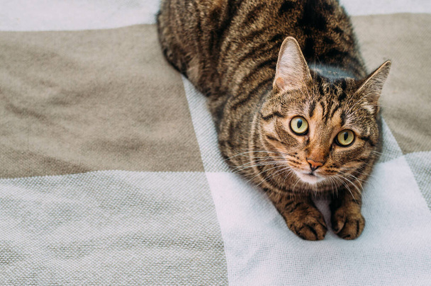 Portrait of a beautiful cat on the bed close-up - Фото, изображение