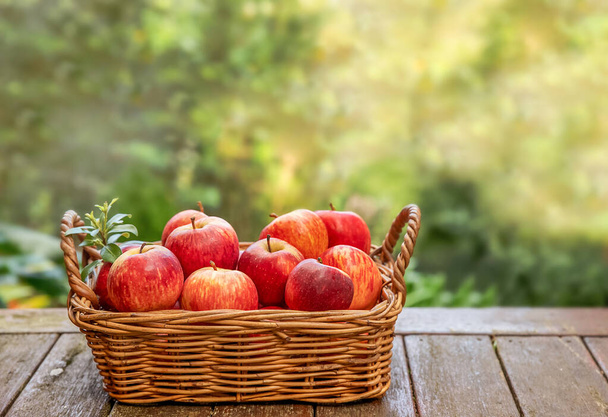 自然の中での赤と黄色の新鮮なリンゴ屋外での健康的な食事秋の収穫農業 - 写真・画像
