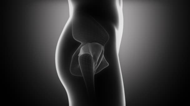 Anatomie des ligaments de hanche
 - Séquence, vidéo